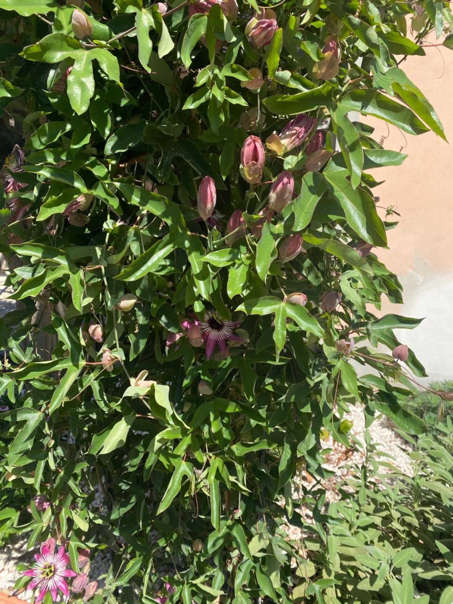Villa Tesori Del Sinis Càbras Esterno foto